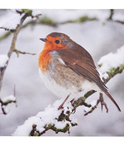 Festive Robin Christmas Card