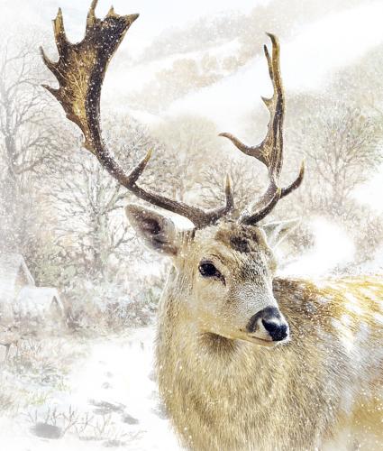Solitary Stag Cancer Research Christmas Card