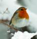 frosty robin cancer research uk christmas card 
