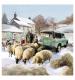 Sheep and Truck Christmas Cards - Pack of 10