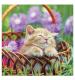 Completely Contented Kitty  Greetings Card