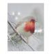 robin mounted print cancer research uk christmas gift 