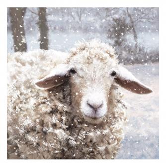 baaarney the sheep bi-lingual cancer research uk christmas card 